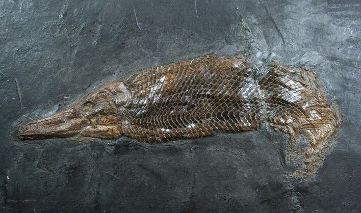 Museum Grade - Garfish From Messel Shales #4060